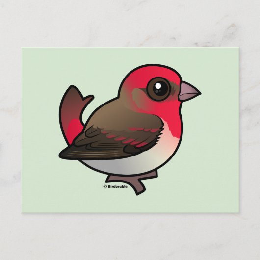 Carte Postale Rosefinch (Devant)