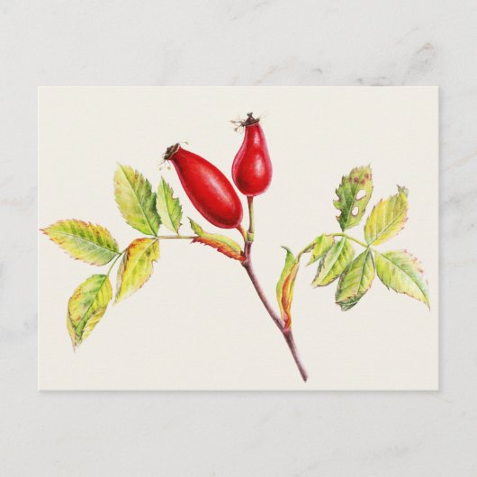 Carte Postale Rosehips, Rosa canina en aquarelle (Devant)