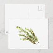 Carte Postale Rosemary herbe cuisine art aquarelle peinture (Devant / Derrière)