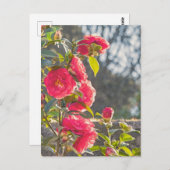 Carte Postale Roses  (Devant / Derrière)