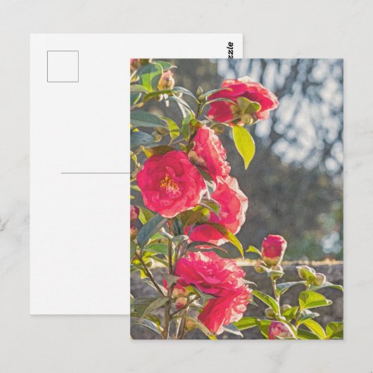 Carte Postale Roses  (Devant / Derrière)