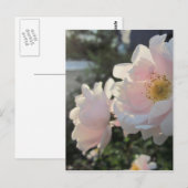 Carte Postale Roses à l'ancienne (Devant / Derrière)