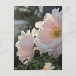 Carte Postale Roses à l'ancienne