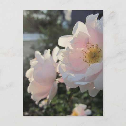 Carte Postale Roses à l'ancienne (Devant)