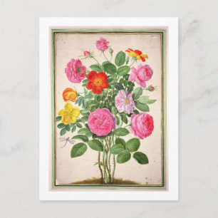 Carte Postale Roses, assiette 4 du Nassau Florilegium (avec allu
