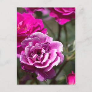 Carte postale Roses belles Photographie