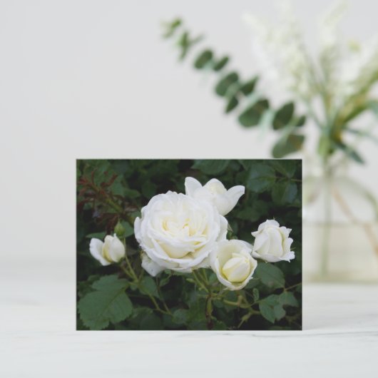 Carte postale Roses blanches (Debout devant)