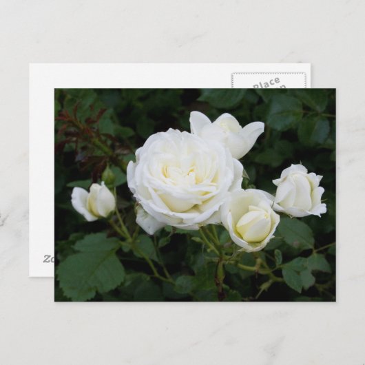 Carte postale Roses blanches (Devant / Derrière)