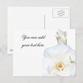 Carte Postale Roses blanches_ (Devant / Derrière)