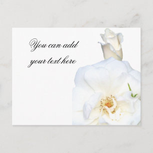 Carte Postale Roses blanches_