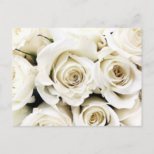 Carte postale Roses blanches