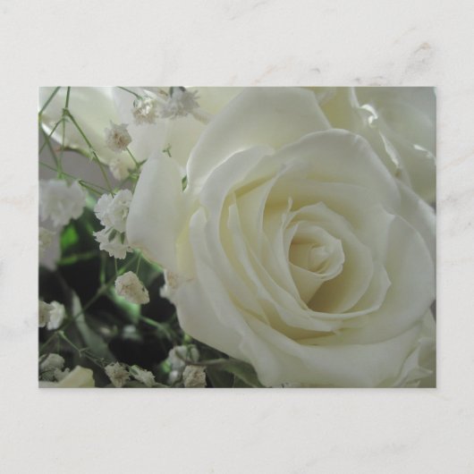 Carte Postale Roses blanches (Devant)