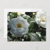 Carte Postale Roses blanches élégantes (Devant / Derrière)