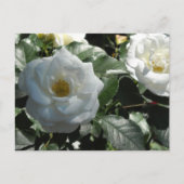 Carte Postale Roses blanches élégantes (Devant)