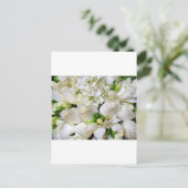 Carte Postale Roses blanches, Heureux_ (Debout devant)