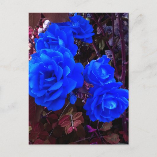 Carte Postale Roses bleu électrique (Devant)