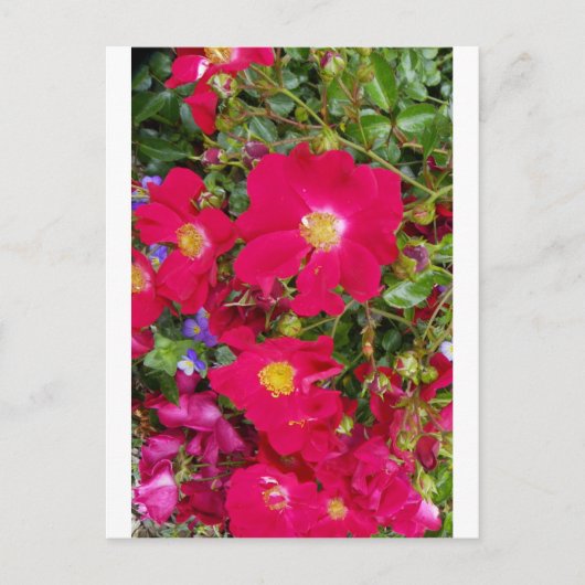 Carte Postale Roses bruns et violettes sucrées (Devant)