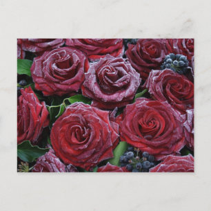Carte Postale Roses congelés