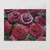 Carte Postale Roses congelés (Devant)