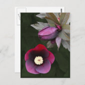 Carte postale Roses de carême pourpre (Devant / Derrière)