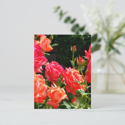Carte Postale Roses de corail romantique (Debout devant)