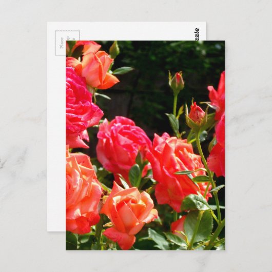 Carte Postale Roses de corail romantique (Devant / Derrière)