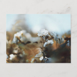 Carte Postale Roses de jardin blanches rêveuses avec un bokeh vi