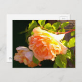 Carte Postale Roses de pêche par pays (Devant / Derrière)