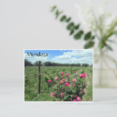 Carte Postale roses de vin mendoza (Debout devant)