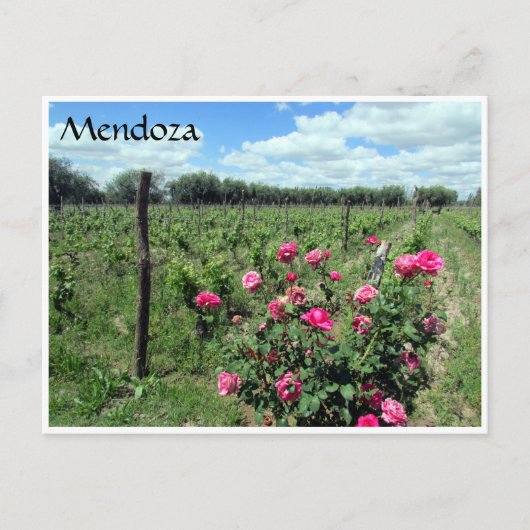 Carte Postale roses de vin mendoza (Devant)