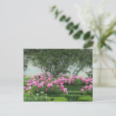 Carte Postale Roses Élégantes (Debout devant)