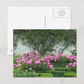 Carte Postale Roses Élégantes (Devant / Derrière)