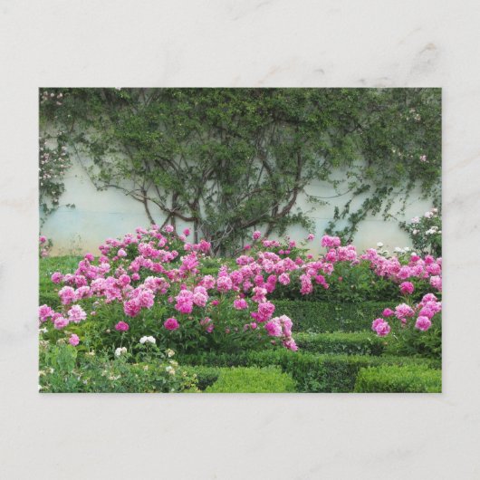 Carte Postale Roses Élégantes (Devant)