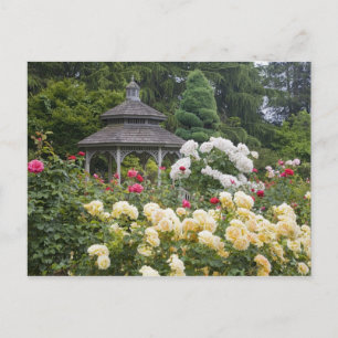 Carte Postale Roses en fleurs et roseraie du belvédère à