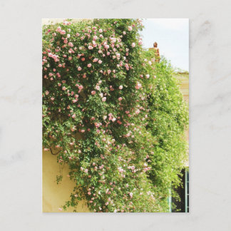 CARTE POSTALE ROSES ESCALADES ROSE