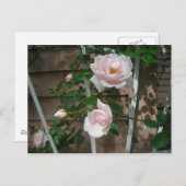 Carte Postale roses escalades roses (Devant / Derrière)