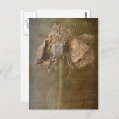 Carte Postale Roses et rouille no 3 (Devant / Derrière)