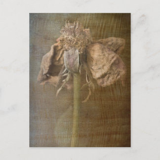 Carte Postale Roses et rouille no 3