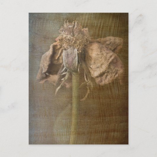 Carte Postale Roses et rouille no 3 (Devant)