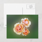 Carte Postale roses jaunes (Devant / Derrière)
