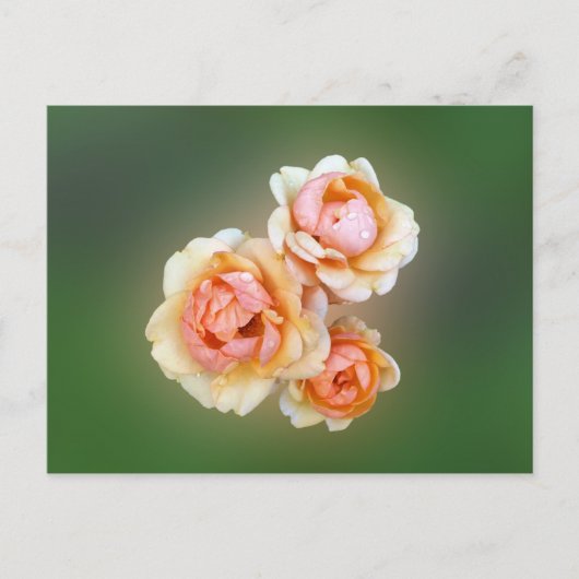 Carte Postale roses jaunes (Devant)