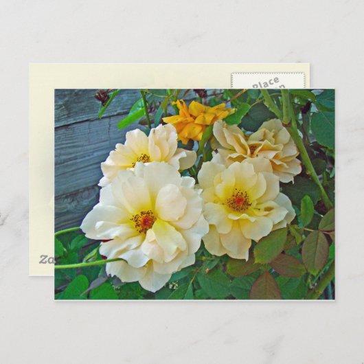 Carte Postale Roses jaunes (Devant / Derrière)