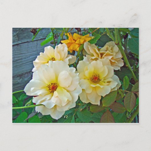 Carte Postale Roses jaunes (Devant)