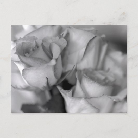 Carte Postale Roses noires et blanches (Devant)