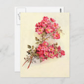 Carte Postale Roses romantiques Vintages roses (Devant / Derrière)