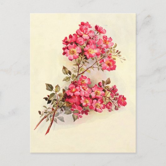 Carte Postale Roses romantiques Vintages roses (Devant)