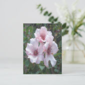 Carte postale Roses roses (Debout devant)