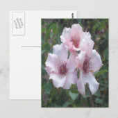 Carte postale Roses roses (Devant / Derrière)
