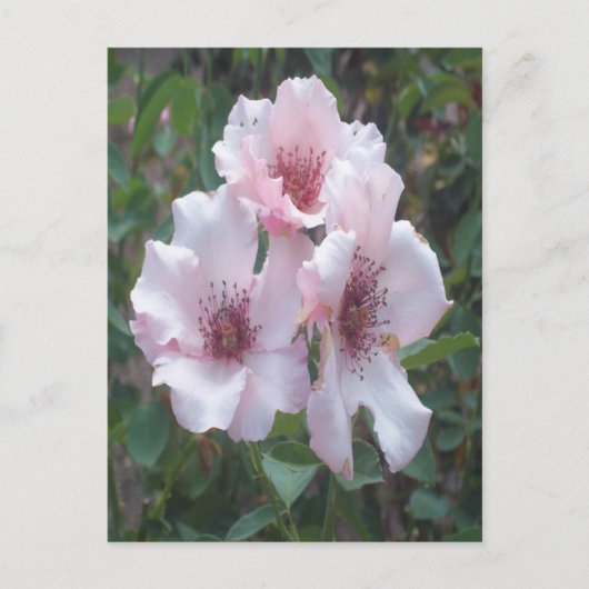 Carte postale Roses roses (Devant)