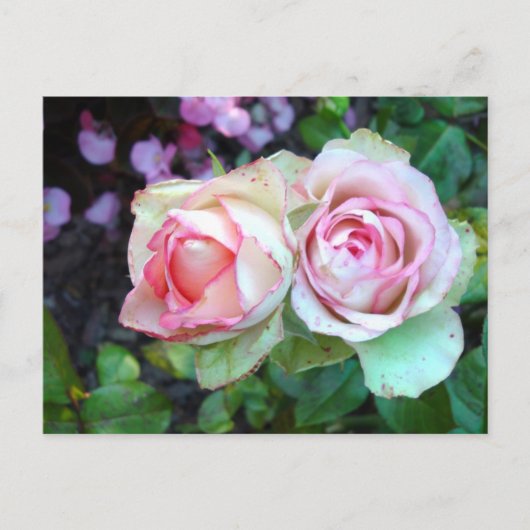 Carte postale Roses roses (Devant)